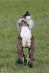 Kori Bustard